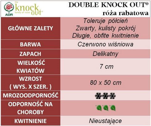 Double Knock Out róże rabatowe